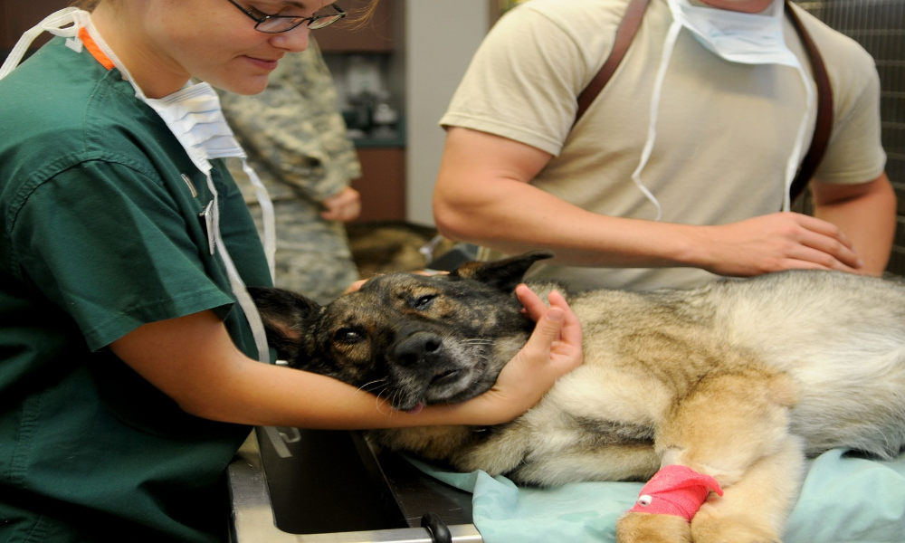 I veterinari sono spesso i professionisti dove questa condizione è più comune.