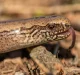 L’orbettino è una lucertola senza zampe che viene spesso scambiata per un serpente.
