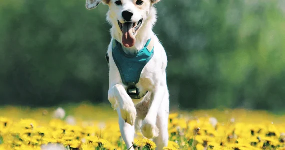 Cos'è la leishmaniosi: una malattia infettiva trasmessa dai pappataci che colpisce cani e umani, con sintomi gravi e necessità di prevenzione efficace.